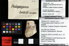 Foto (Objket + Etiketten) von Munitheites kuepperi (Fraaije et al., 2019) 